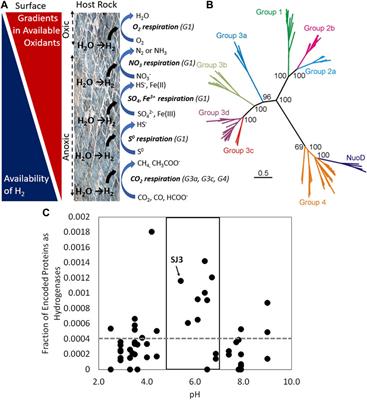 Perspective: Microbial hydrogen metabolism in rock-hosted ecosystems